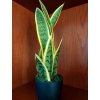 Umělá rostlina Sanseveria Trifasciata (40cm)  40, 65, 90cm