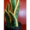 Umělá rostlina Sanseveria Trifasciata (40cm)  40, 65, 90cm
