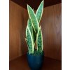Umělá rostlina Sanseveria Trifasciata (40cm)  40, 65, 90cm