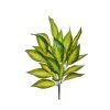 EVERGREENS 80 450692