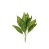 EVERGREENS 80 450661