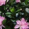 AnyConv.com 197011PA rhododendron kunstplant deluxe 115cm paars closeup 3