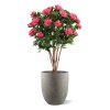 AnyConv.com rhododendron kunstplant deluxe 115cm cerise combination image 4