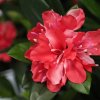 AnyConv.com 197011CE rhododendron kunstplant deluxe 115cm cerise close up 2