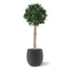 AnyConv.com laurierbol kunstplant op stam 120cm uv combination image 3