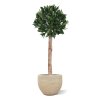 AnyConv.com laurierbol kunstplant op stam 120cm uv combination image 2