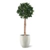 AnyConv.com laurierbol kunstplant op stam 120cm uv combination image 1