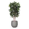 Umělý strom Ficus Audrey Deluxe (155cm)