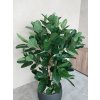 Umělý strom Ficus Audrey Deluxe (155cm)