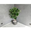 Umělý strom Ficus Audrey Deluxe (155cm)