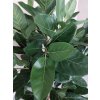 Umělý strom Ficus Audrey Deluxe (155cm)