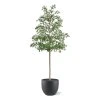 AnyConv.com bucida shady lady kunstboom 400cm groen combination image 2