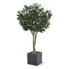 AnyConv.com ficus elastica robusta kunstboom xxl deluxe 350cm combination image 1