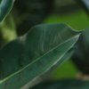 AnyConv.com 151323GR ficus elastica robusta kunstboom deluxe 230cm closeup4