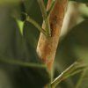 AnyConv.com 151323GR ficus elastica robusta kunstboom deluxe 230cm closeup3