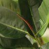 AnyConv.com 151323GR ficus elastica robusta kunstboom deluxe 230cm closeup2(1)