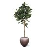AnyConv.com ficus elastica robusta kunstboom deluxe 200cm combination image 7