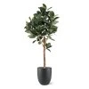AnyConv.com ficus elastica robusta kunstboom deluxe 200cm combination image 3