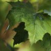 AnyConv.com 153937 Maple Kunstboom Deluxe XXL 375cm op stam closeup3