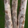 Close Up 2 oxlncd 1