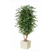 Maple Malabar 240 cm Green V1046G09