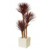 Yucca Linearis Set x 3 200 cm Burgundy V4232B03