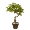 Maple Nidra 220 cm Multicolor V1046M38