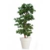 Podocarpus Multistep 150 cm Green 1060004