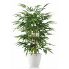 Bamboo Wild Bush 120 cm Green V1074018(1)