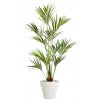 Kentia Palm 180 cm Green V4175GRN