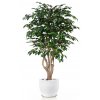 Ficus Exotica Malabar 180 cm Green V1049027