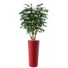 Ficus Exotica Malabar 210 cm Green V1049026