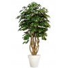 Ficus Exotica Malabar Lux 250 cm Green V1049038
