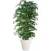 Buxifolia Boschetto 220 cm Green V1095G02
