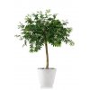 8488 umely strom maple topiary 120cm zeleny