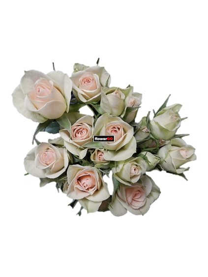 Trsov%C3%A9%20r%C5%AF%C5%BEe%20exkluzivn%C3%AD