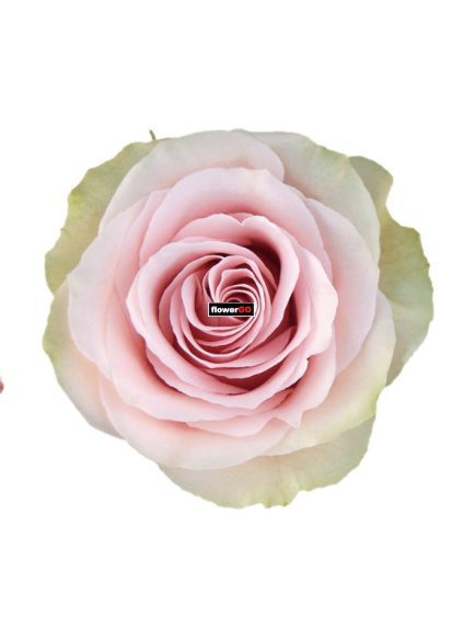 Equador%20r%C5%AF%C5%BEov%C3%A9