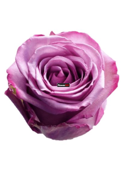 Equadorsk%C3%A1%20fialov%C3%A1