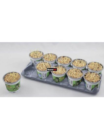 kocici trava 675dab0f