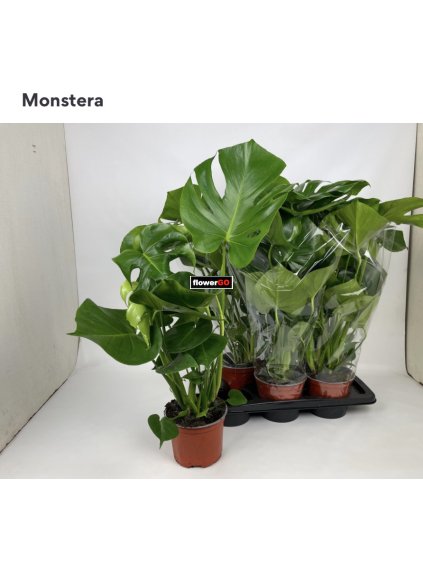 Monstera%20deliciosa