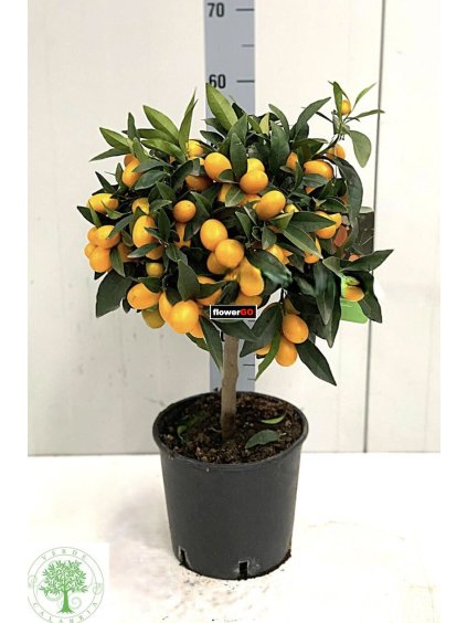 Kumquat