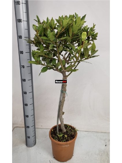 Bobkov%C3%BD%20stromek