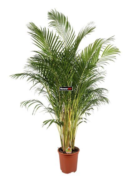 Palma Areca