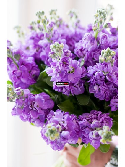 E4F39AA0 563E 46E2 844D C7AD27457469