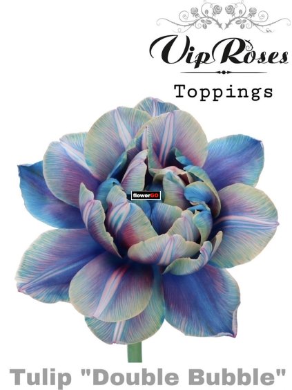 modrý tulipán od flowergo