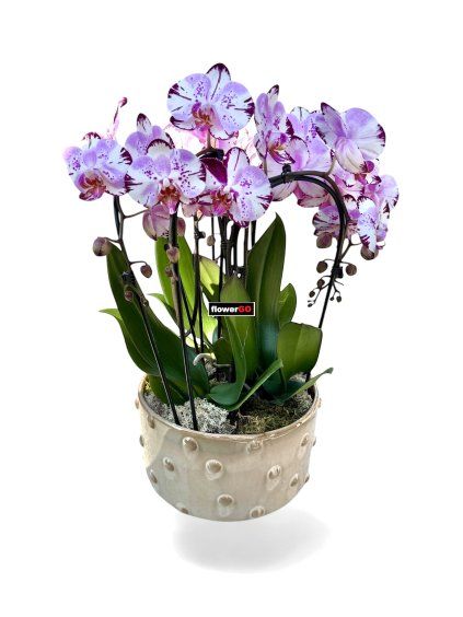 Photoroom 20260319 122905