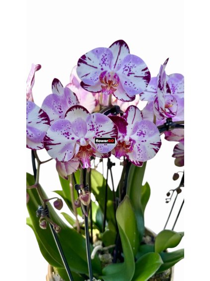 Photoroom 20260319 122826