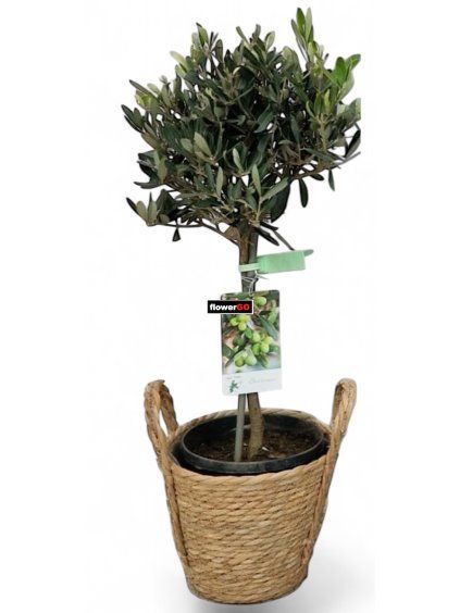 Photoroom 20260318 103514