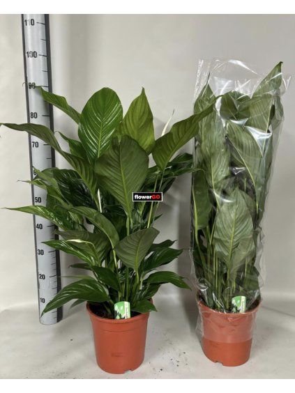 Spathiphyllum