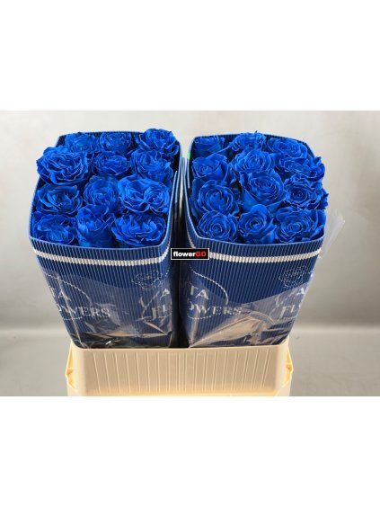 modr%C3%A1%20r%C5%AF%C5%BEe